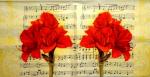105 Lilien - 3-lagig - ti-flair
